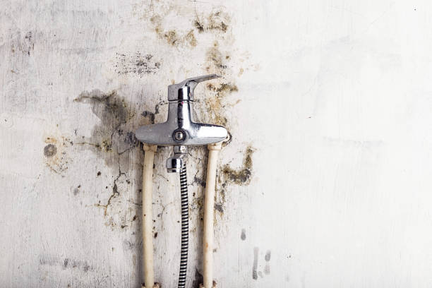 Best Mold Testing  in South San Gabriel, CA