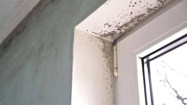 Best Mold Testing  in South San Gabriel, CA