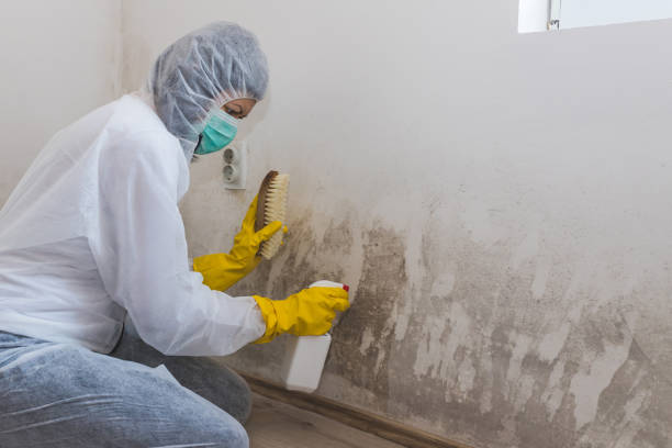 Best Black Mold Removal  in South San Gabriel, CA