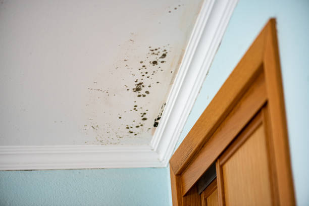 Best Water Damage Restoration  in South San Gabriel, CA