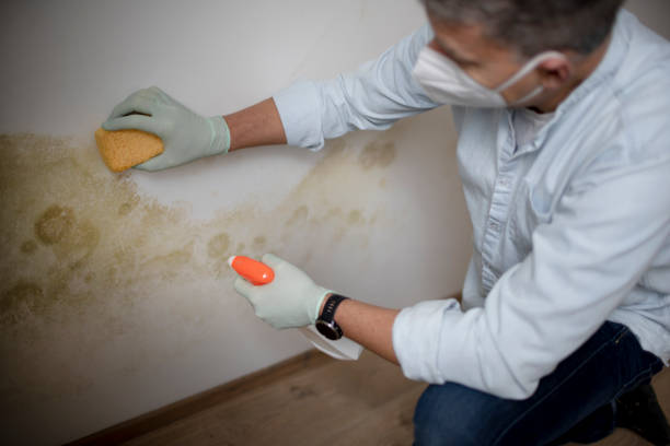 Reliable South San Gabriel, CA Mold Removal Solutions