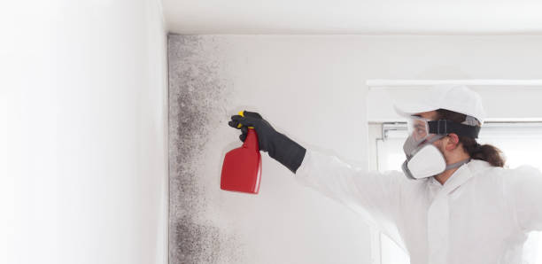 Best Same-Day Mold Removal  in South San Gabriel, CA