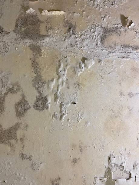 Attic Mold Removal in South San Gabriel, CA