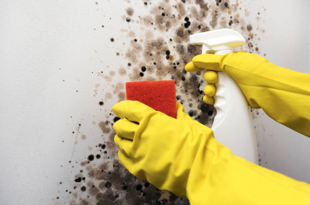 Home Mold Removal in South San Gabriel, CA