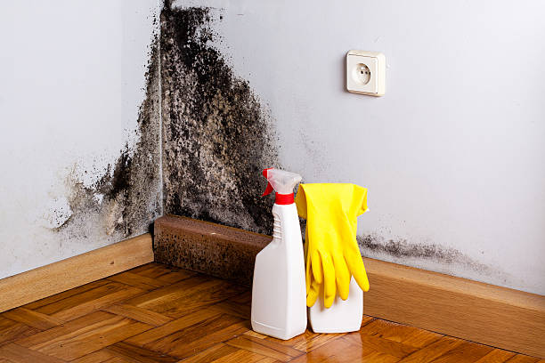 Best Best Mold Removal Companies  in South San Gabriel, CA