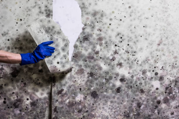 Best Professional Mold Removal  in South San Gabriel, CA